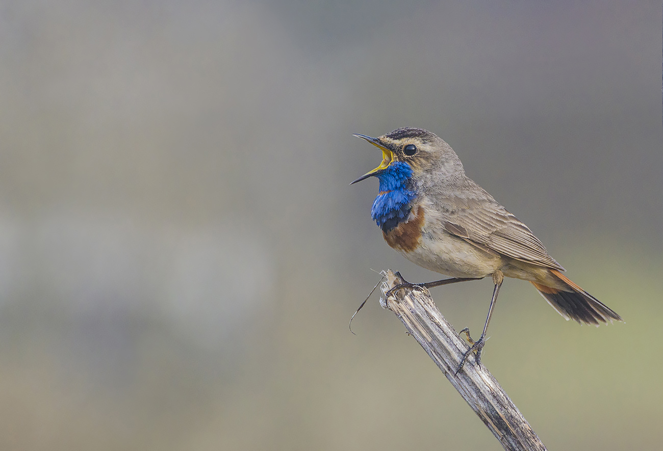 Моё имя варакушка, песня моя всех красивей