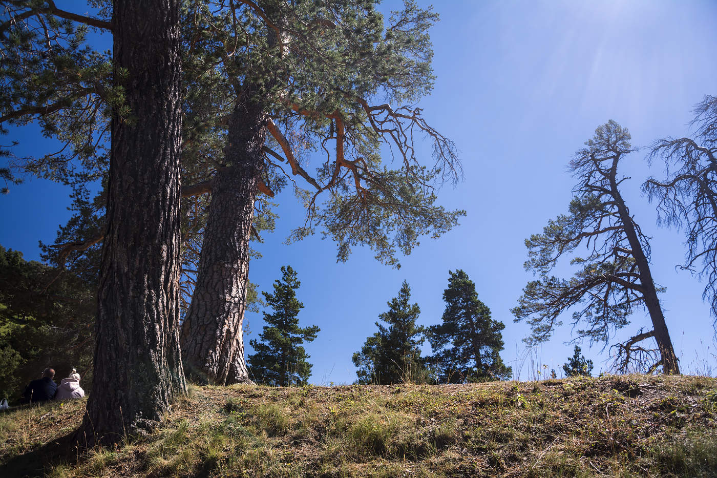 Высокогорные сосны