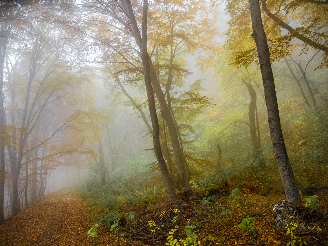 В туманном лесу