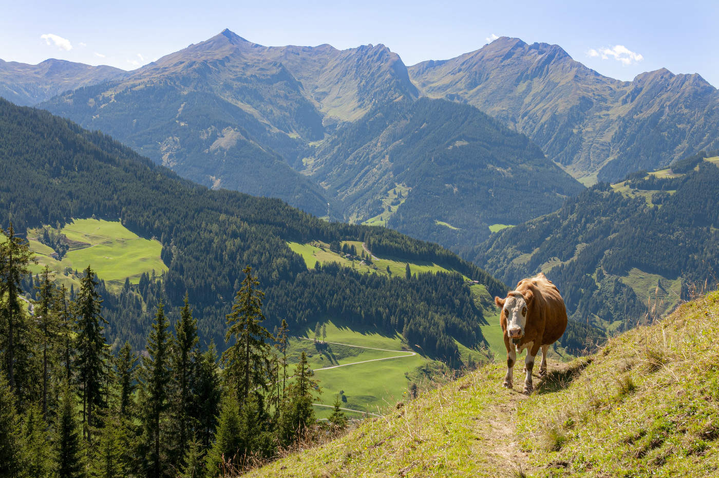 Встреча на тропе