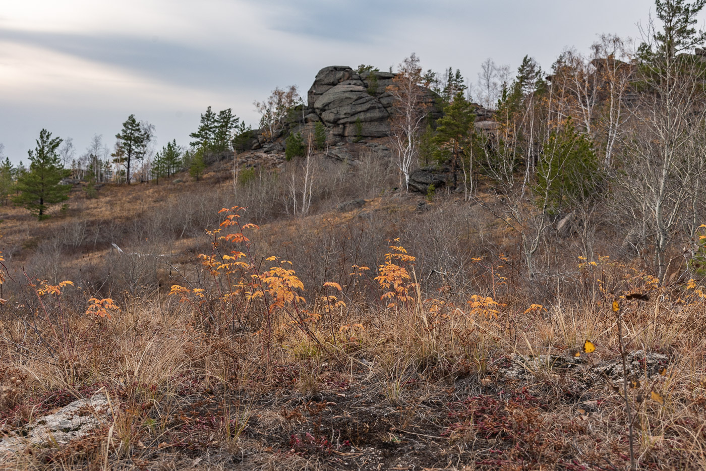 Яркие листья рябины