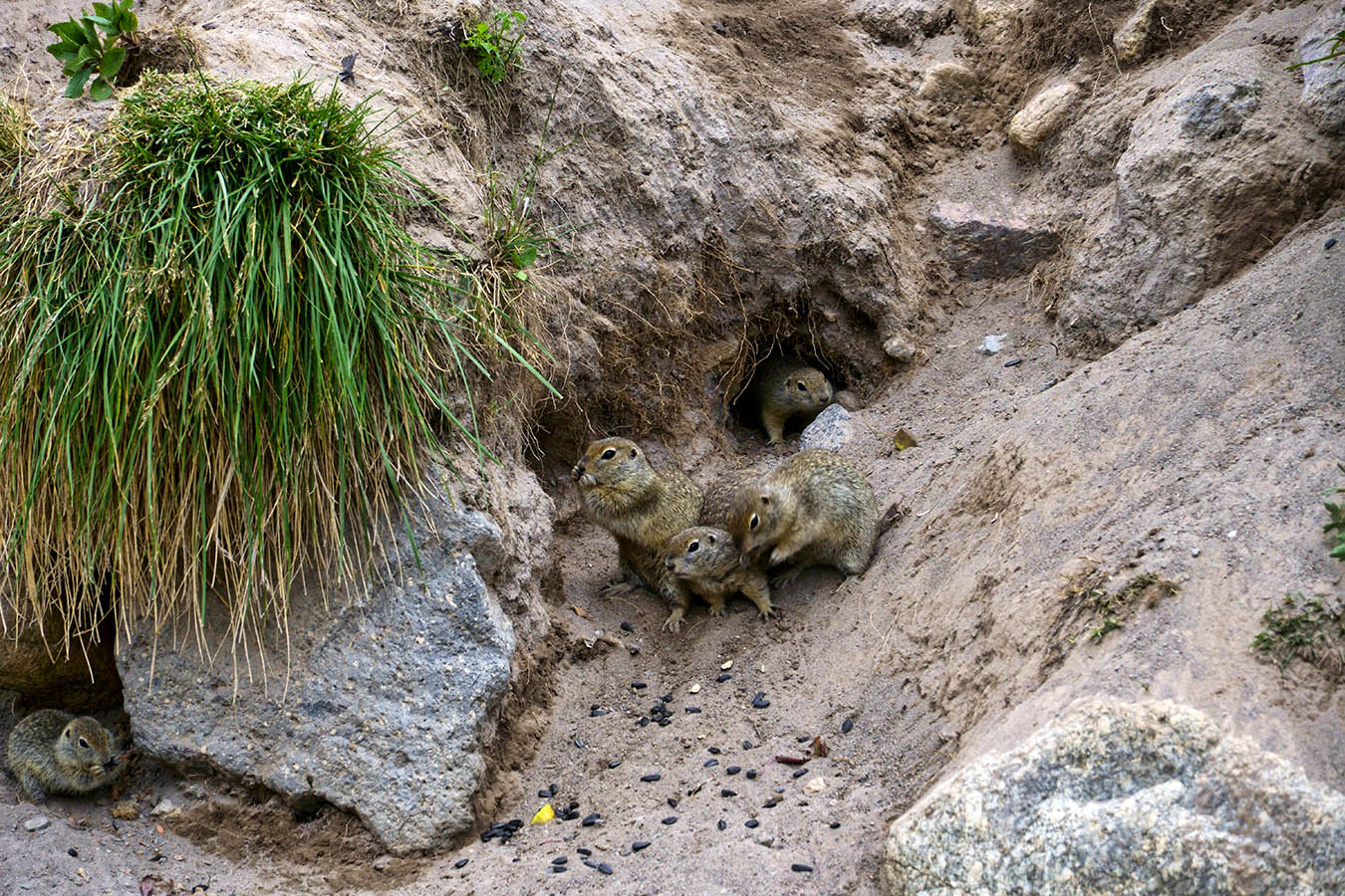 Суслики Джилы-Су