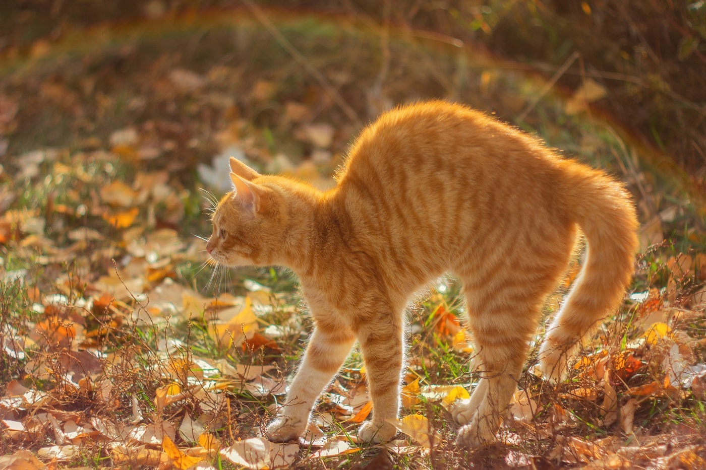 Золотой одногорбый кот