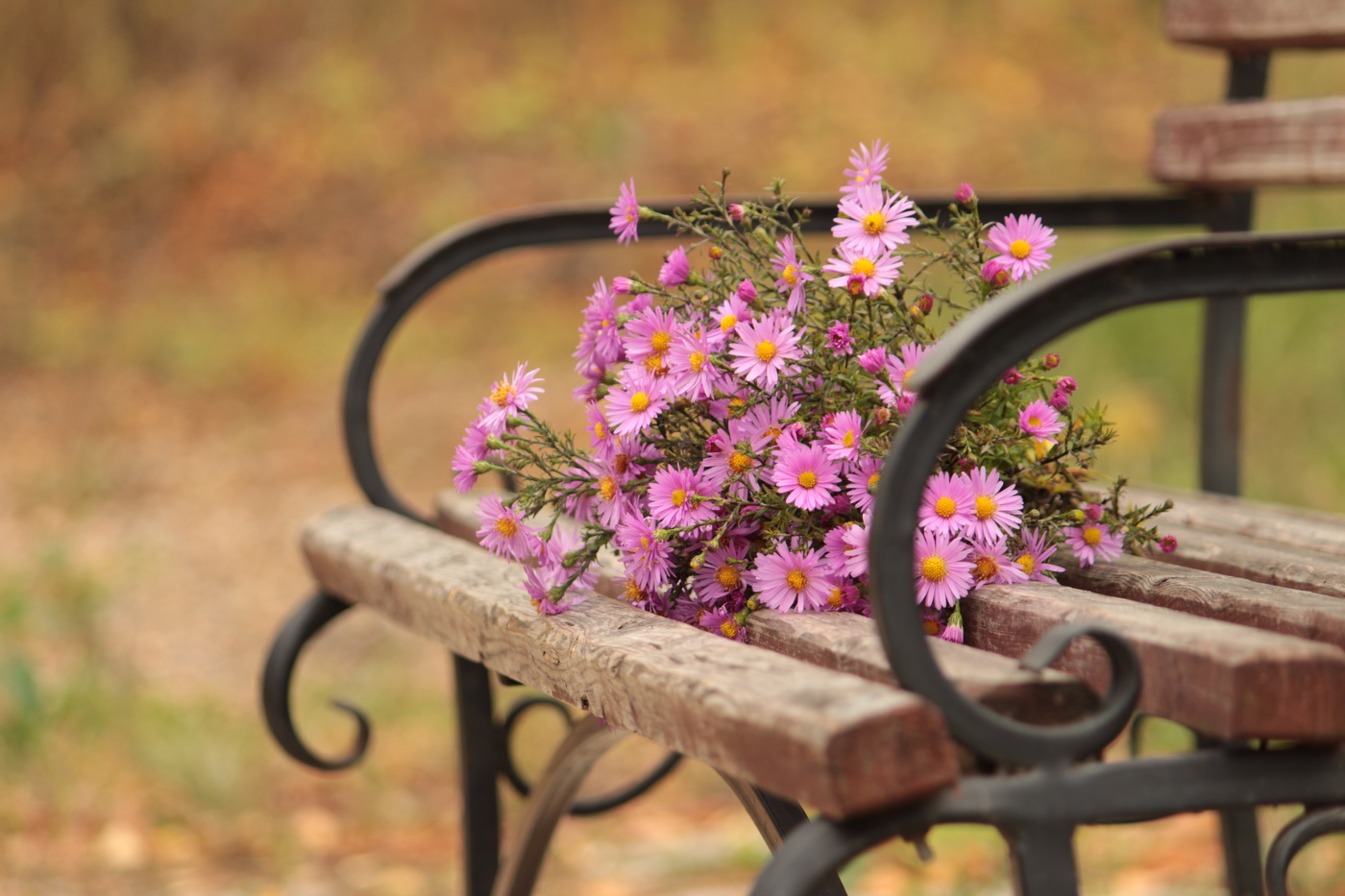 Цветы запоздалые