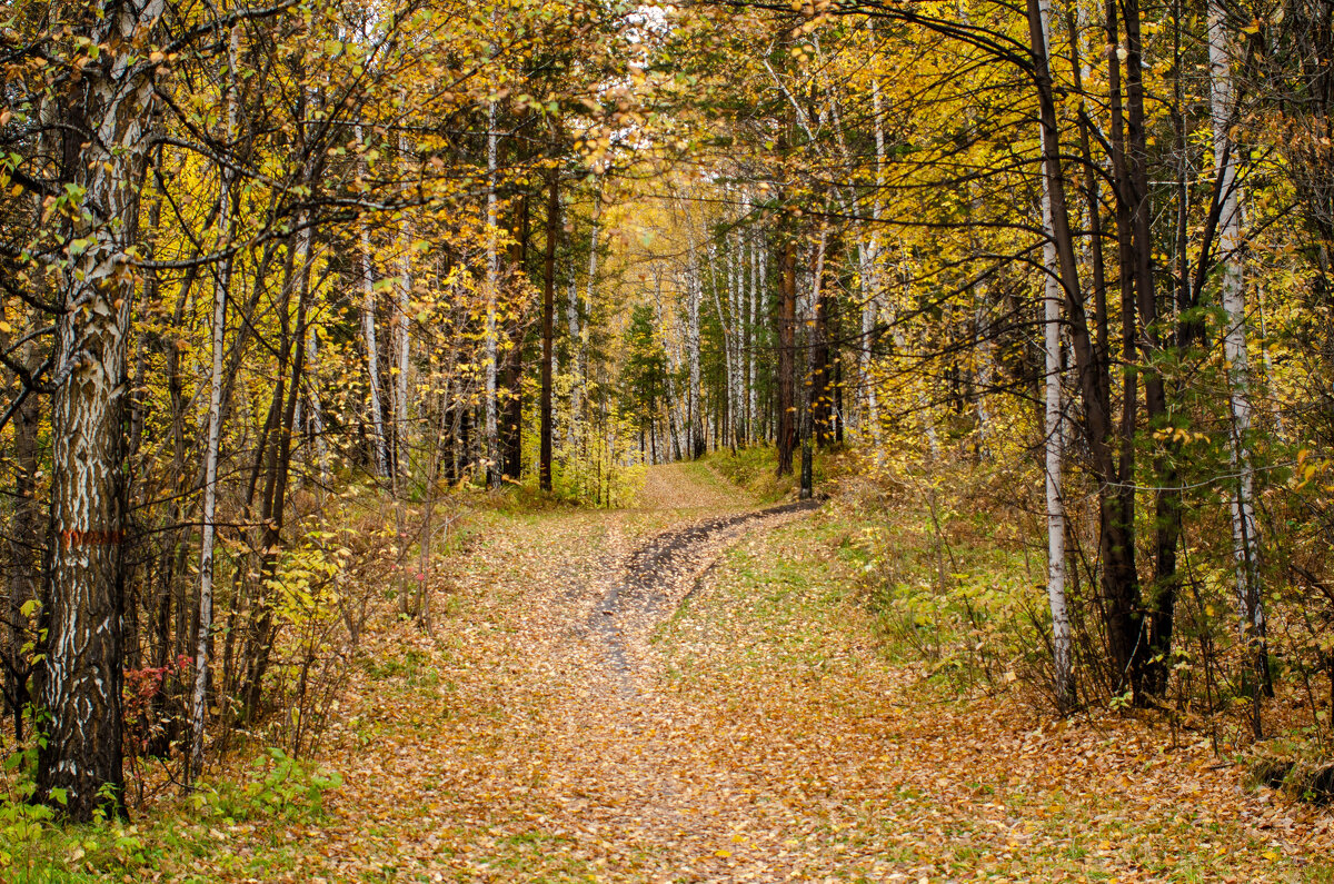 Золотая осень.