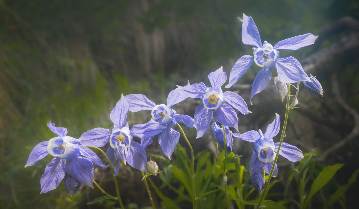 Аквилегия олимпийская