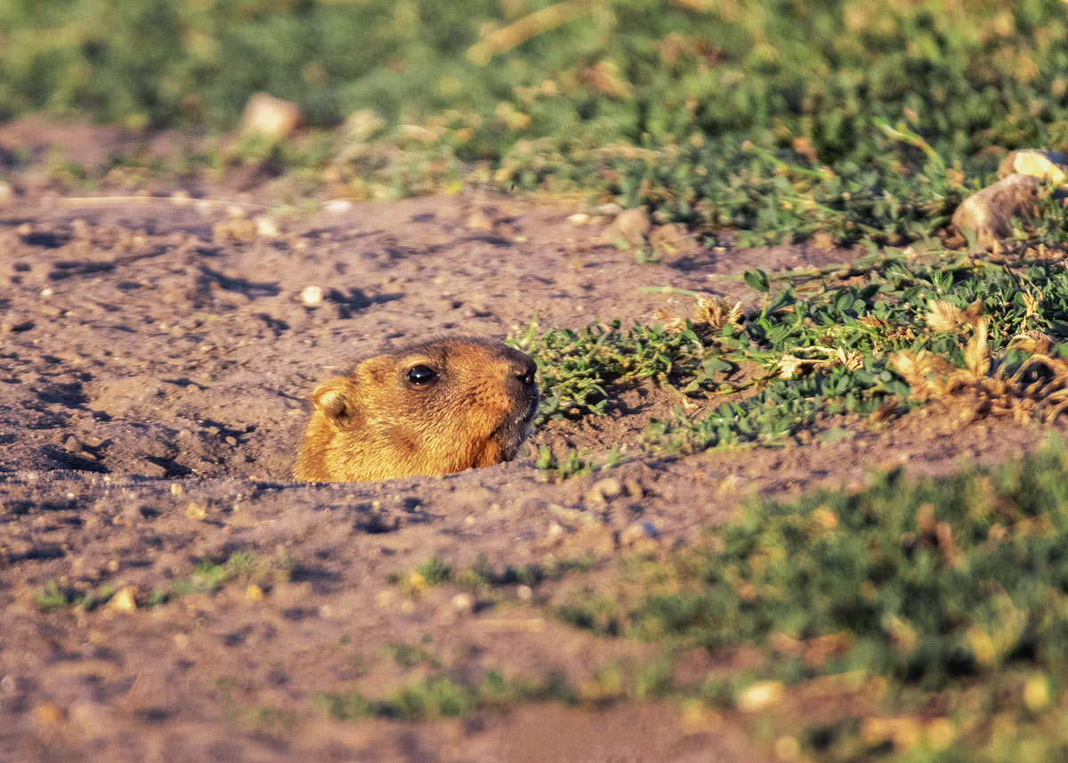 Морда из норы