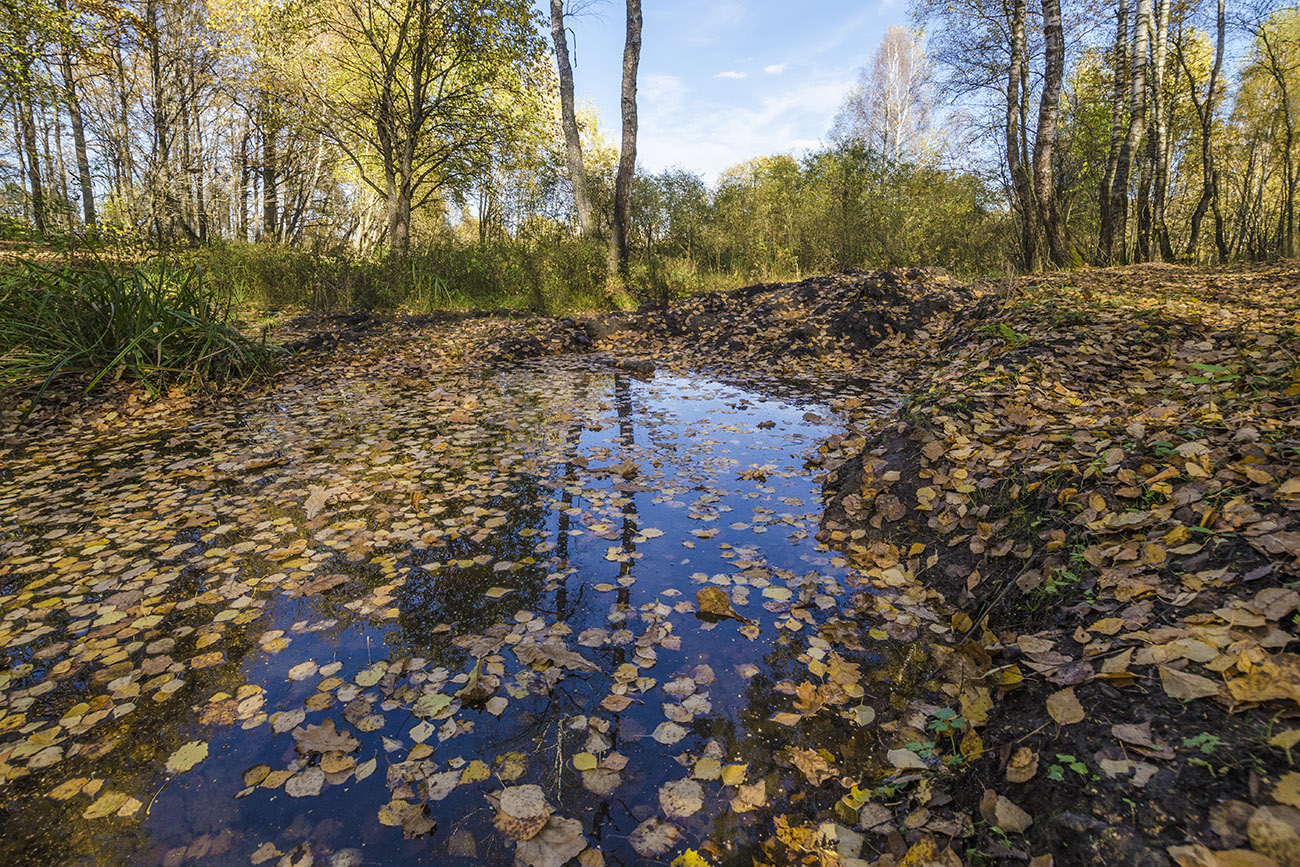 Осень на лесном ручье