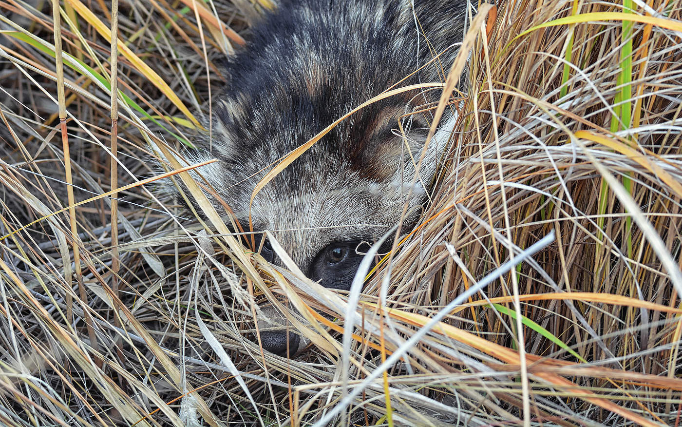 енотовидная собака.. спрятался.