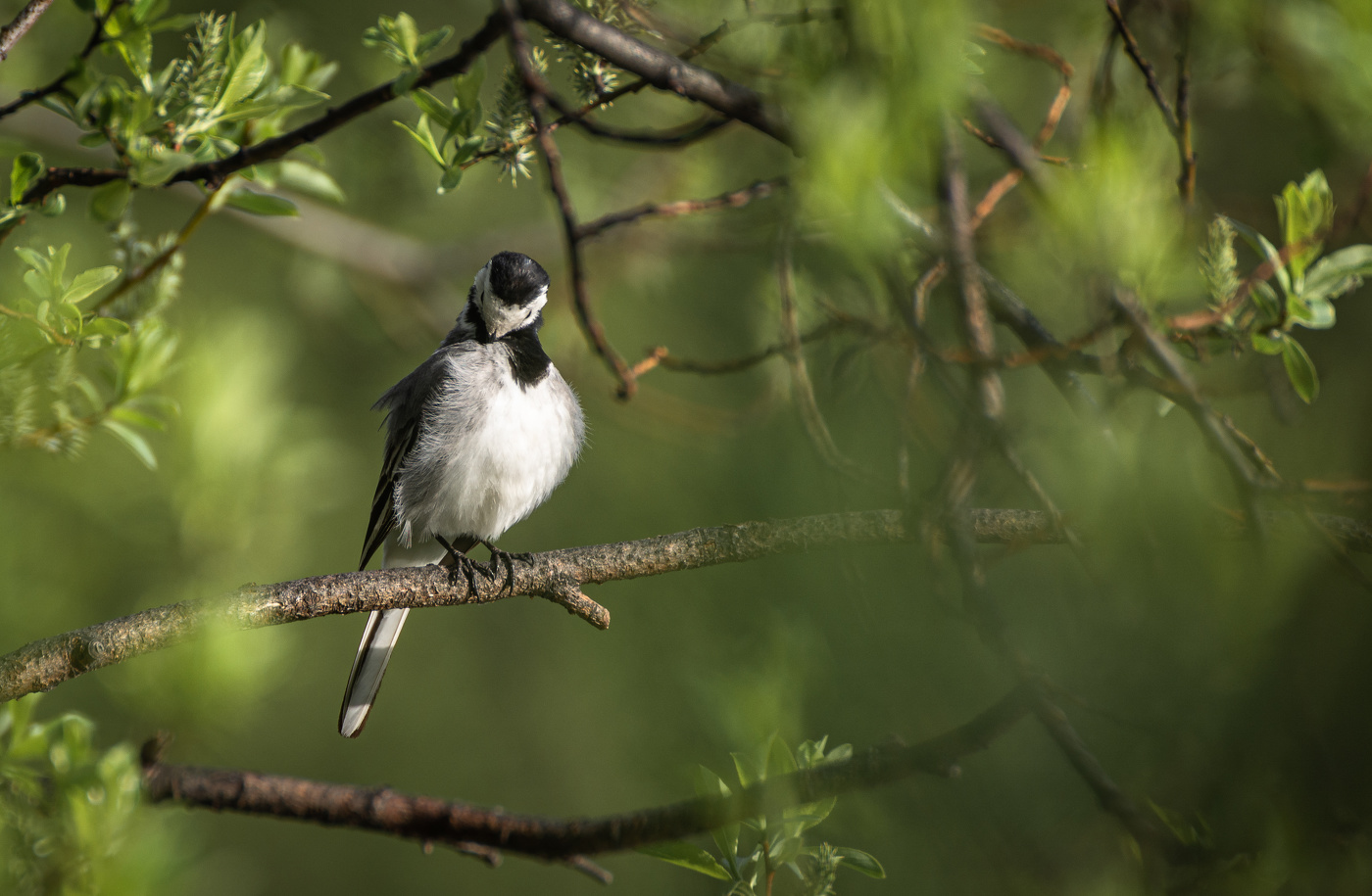 присела почистить пёрышки