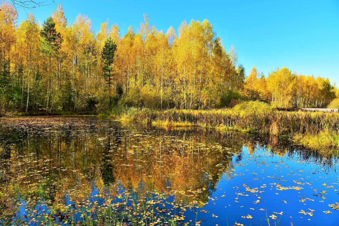 "Березы желтою резьбой блестят в лазури голубой ..."