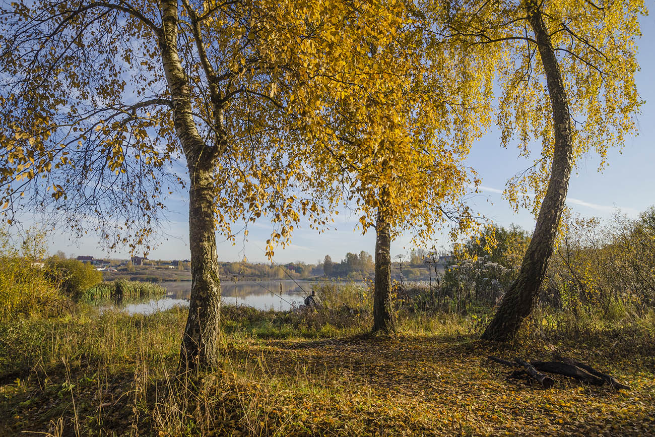 У трёх берёз