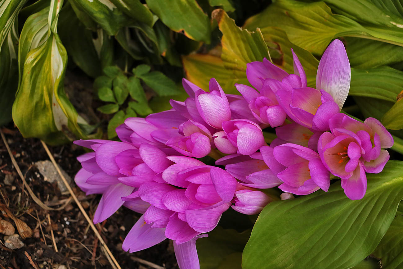 Осенние крокусы (безвременник)