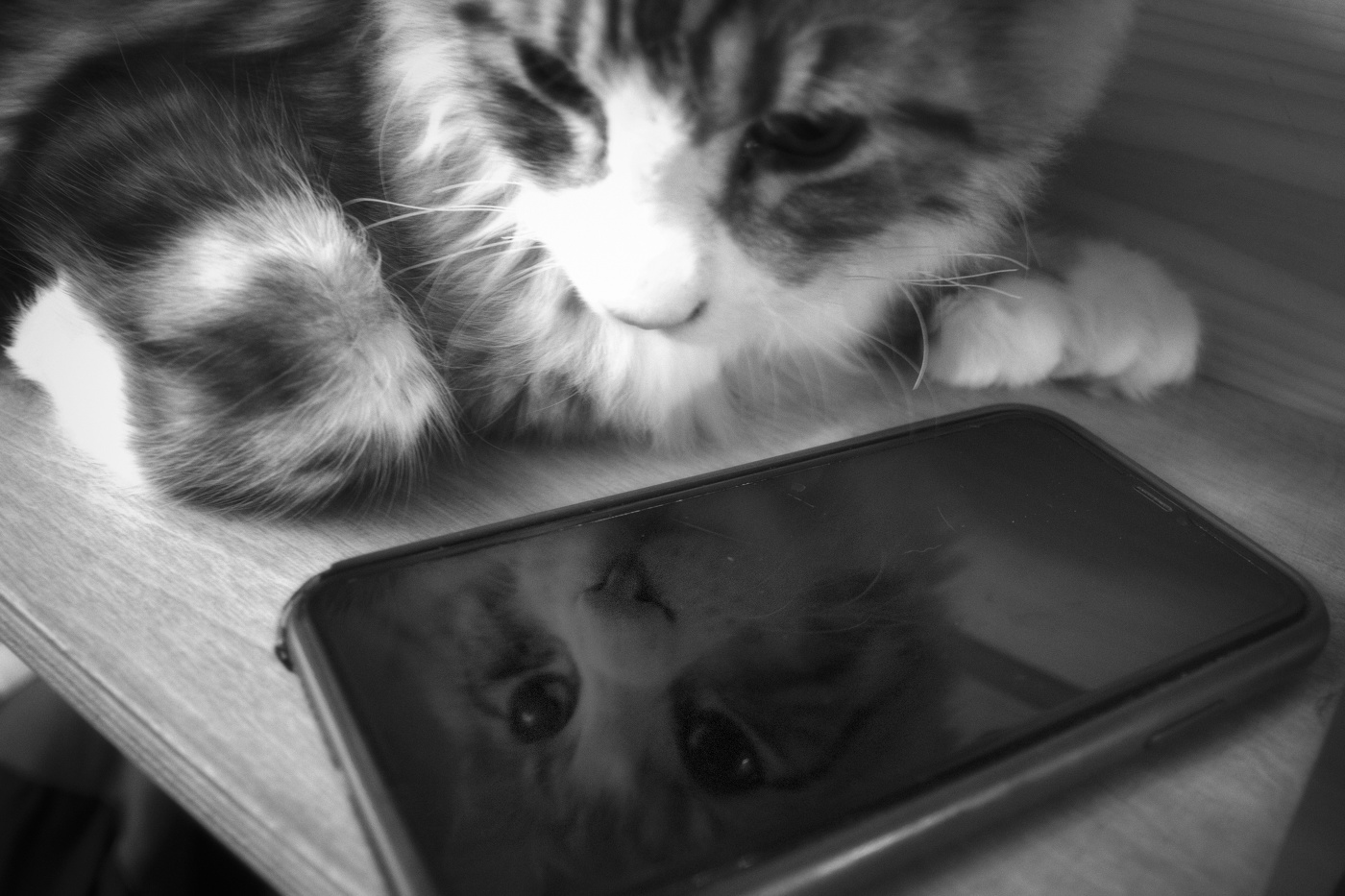 Сниму хотя бы кошку