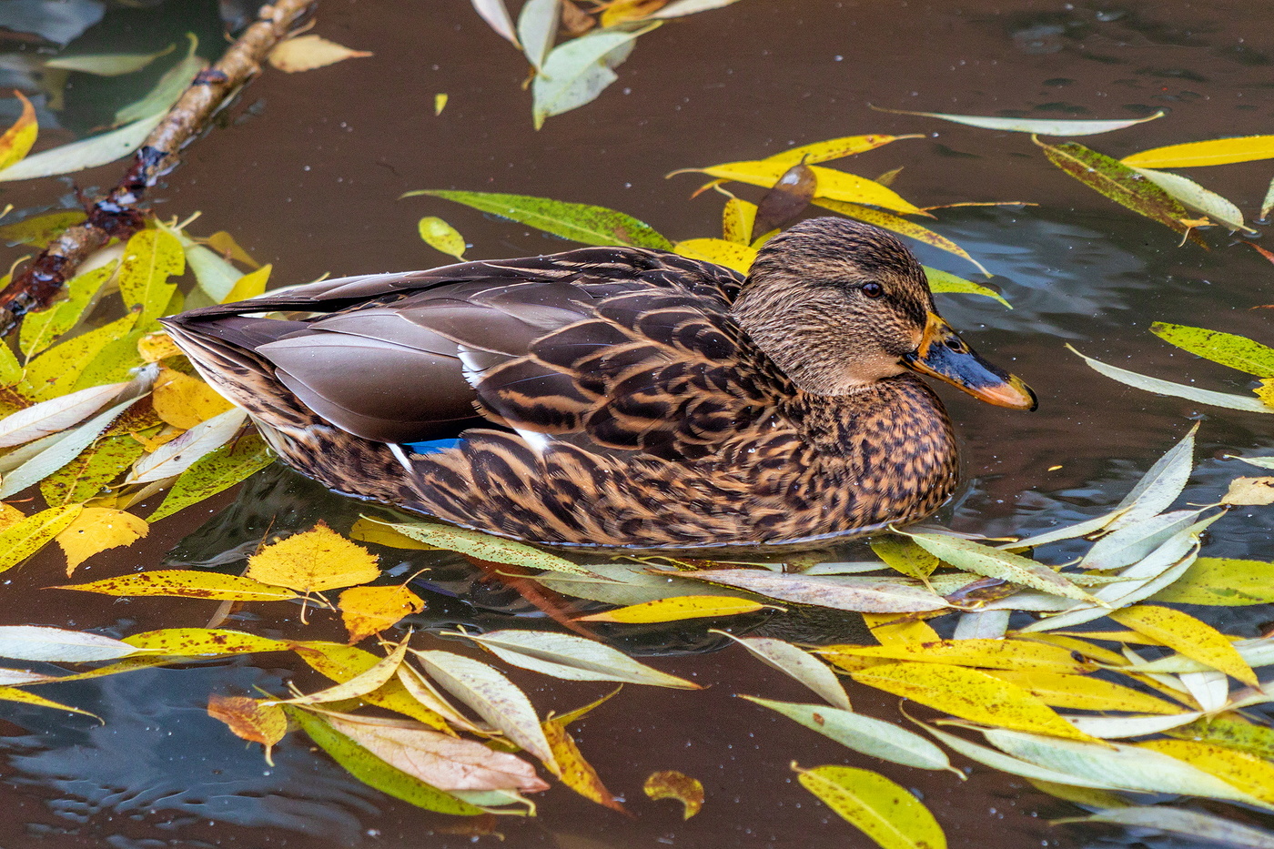 Осенняя Утя.
