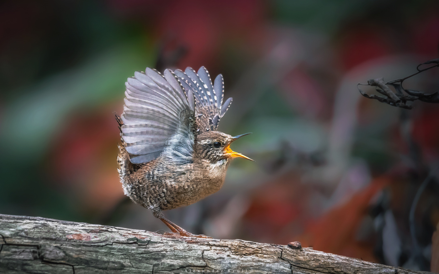 Осенний солист