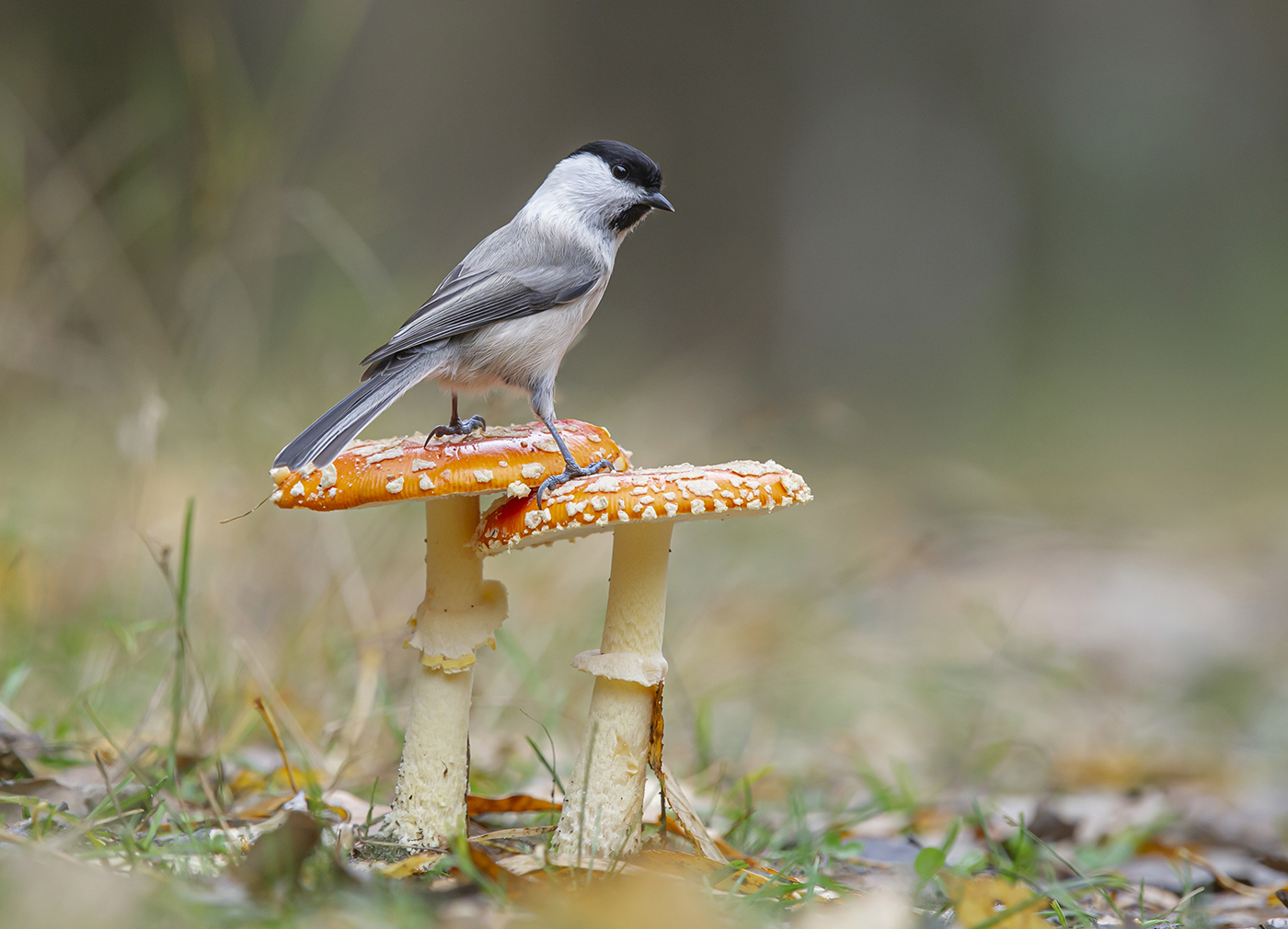 Картинка из леса