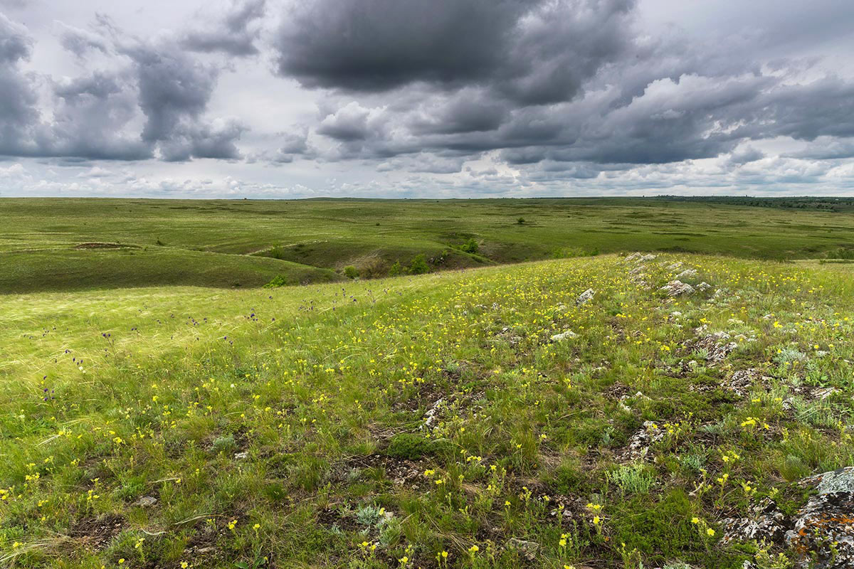 Степные картинки