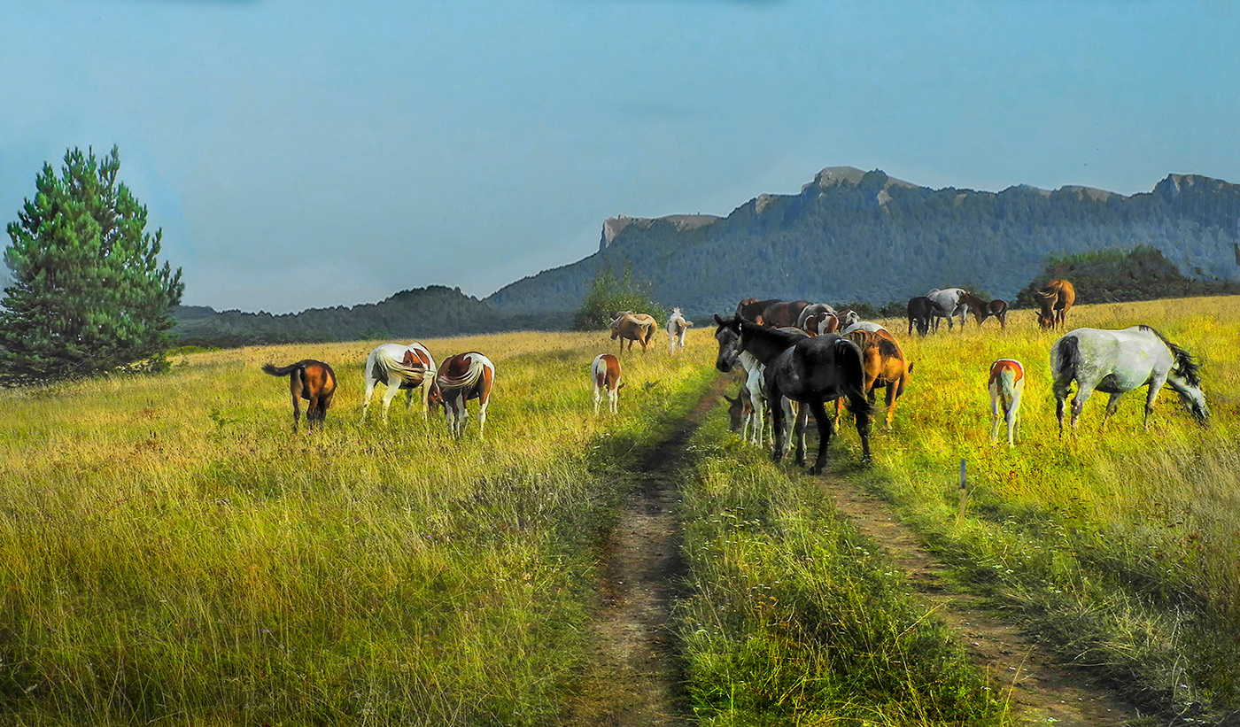 Вечерний выпас