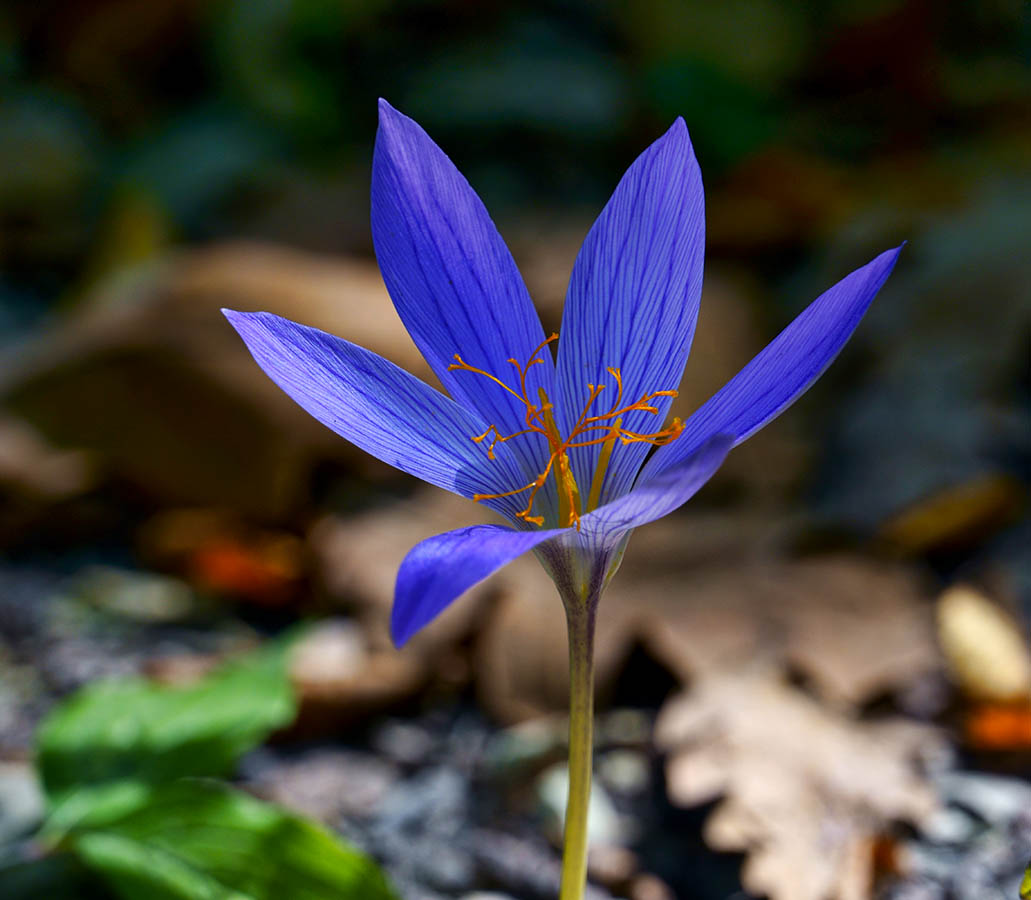 Крокус прекрасный