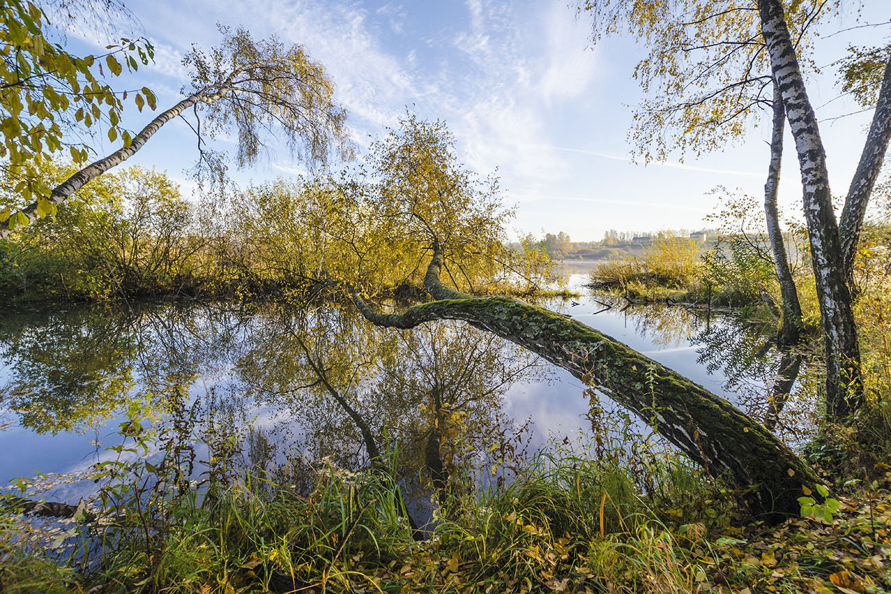 Осень. Берёзы у лесного болотца