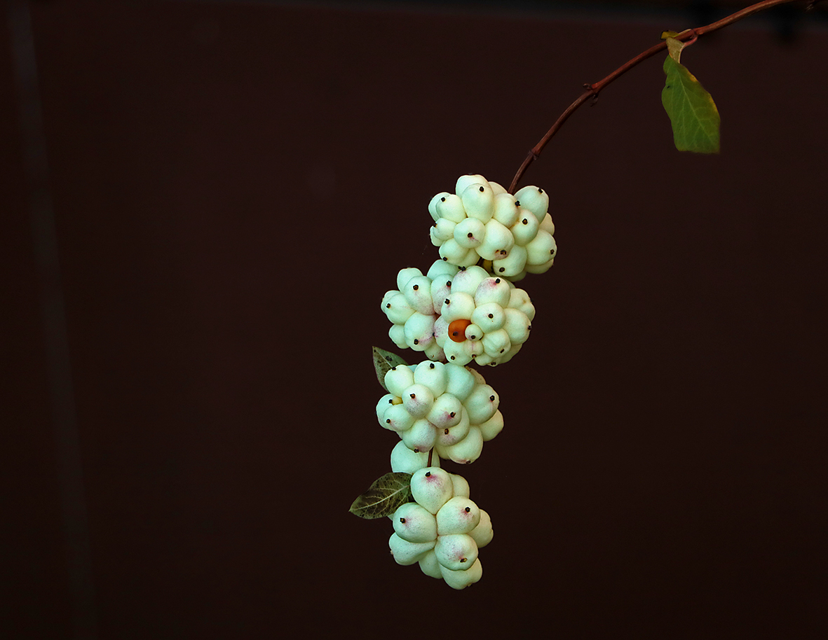 Снежноягодник