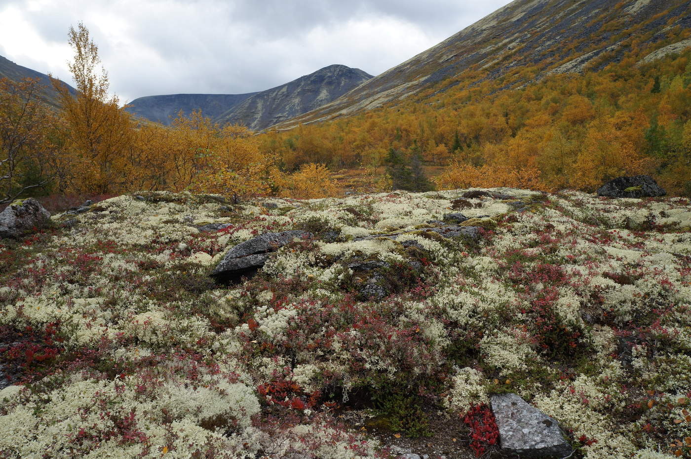 Ковры Хибин