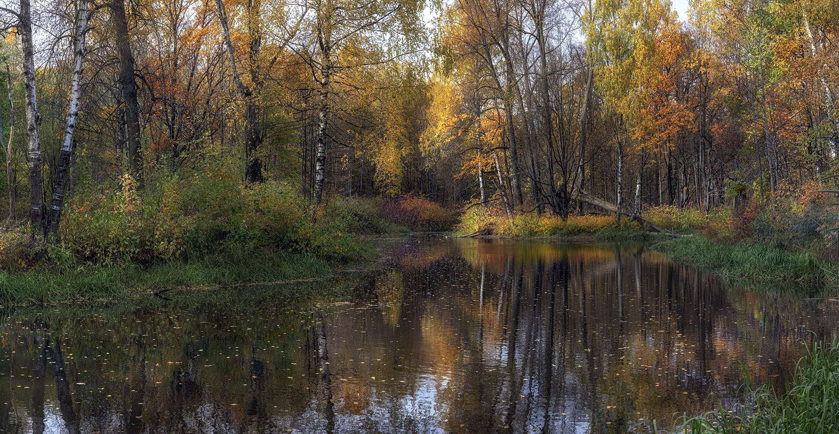 У берёз и сосен тихо бродит осень...