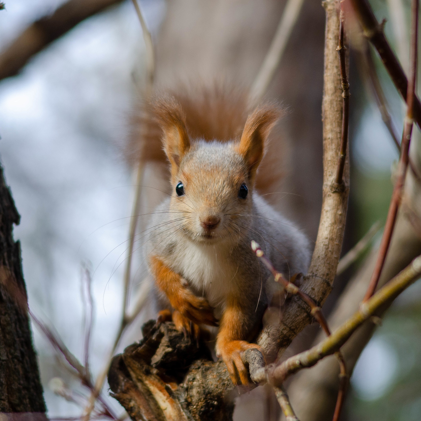Где мои три орешка счастья?
