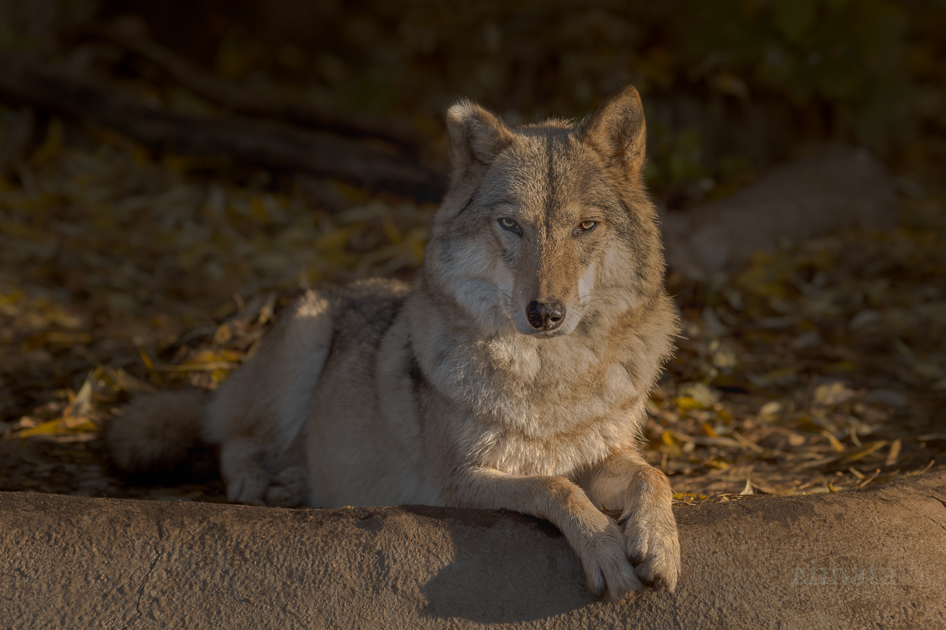 Взгляд волка