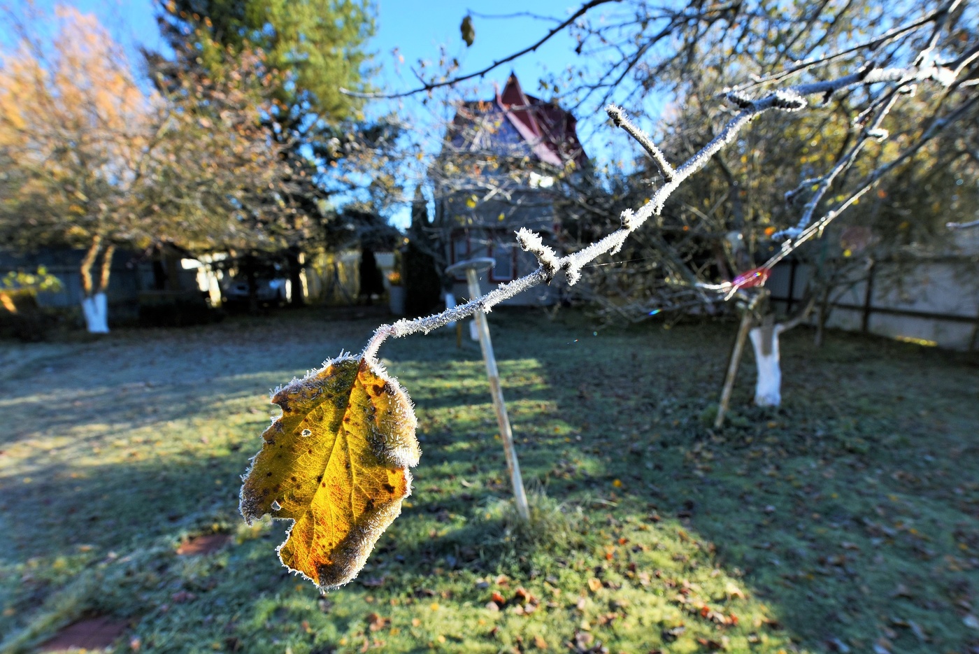 "И ярко-желтый, свежий лист хрустит засахаренным чудом..."