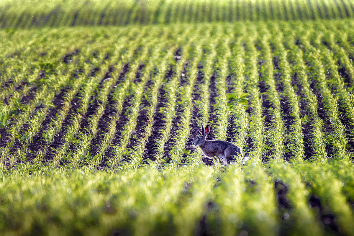 В кукурузе спрятался :)