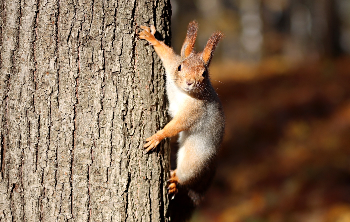 Где орешки?