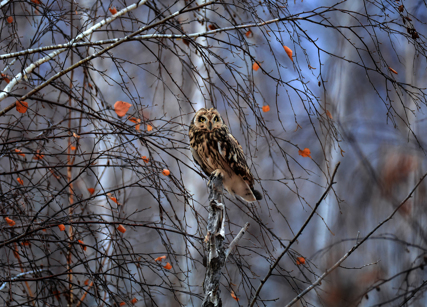Болотная сова ..