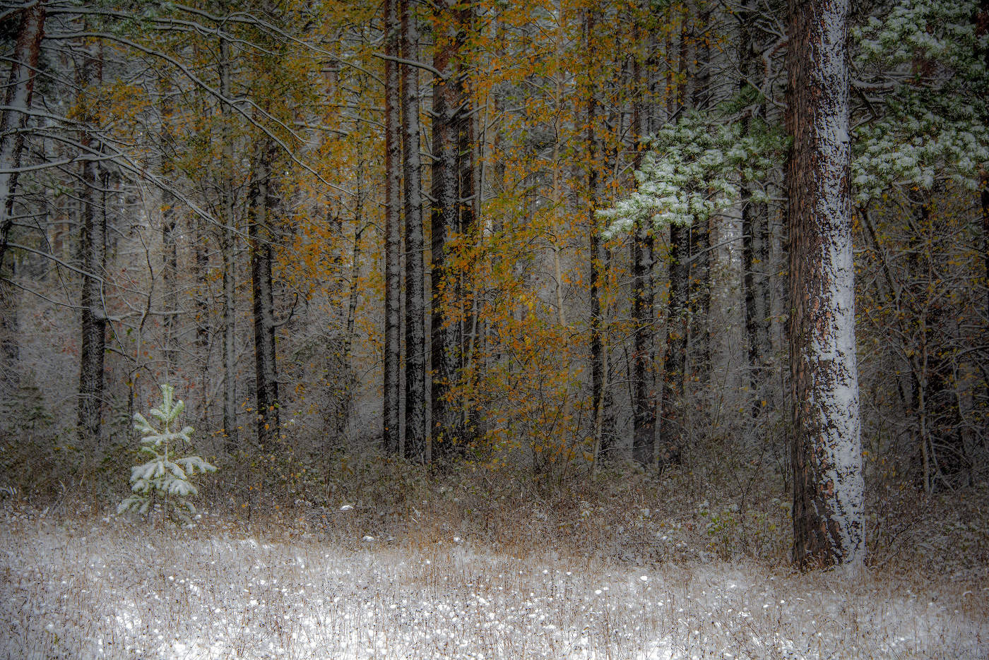 В лесу родилась ёлочка