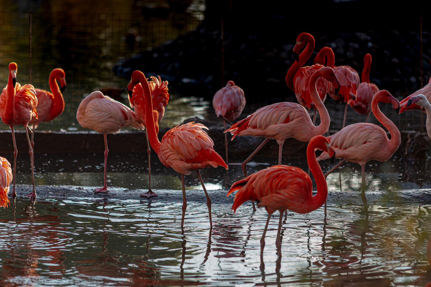 В лучах рассвета