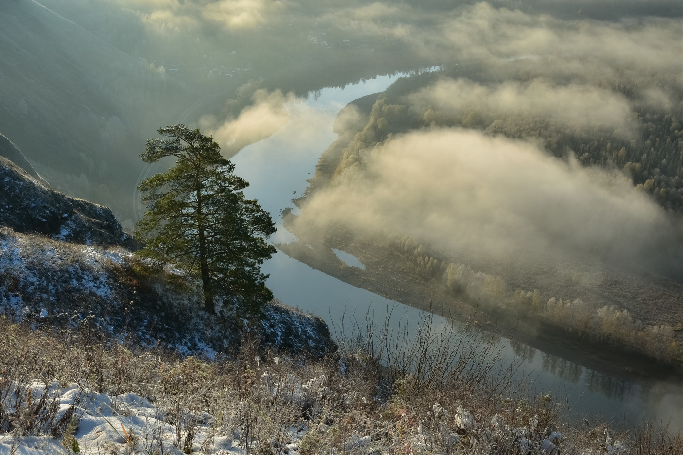 Дерево на утёсе в тумане