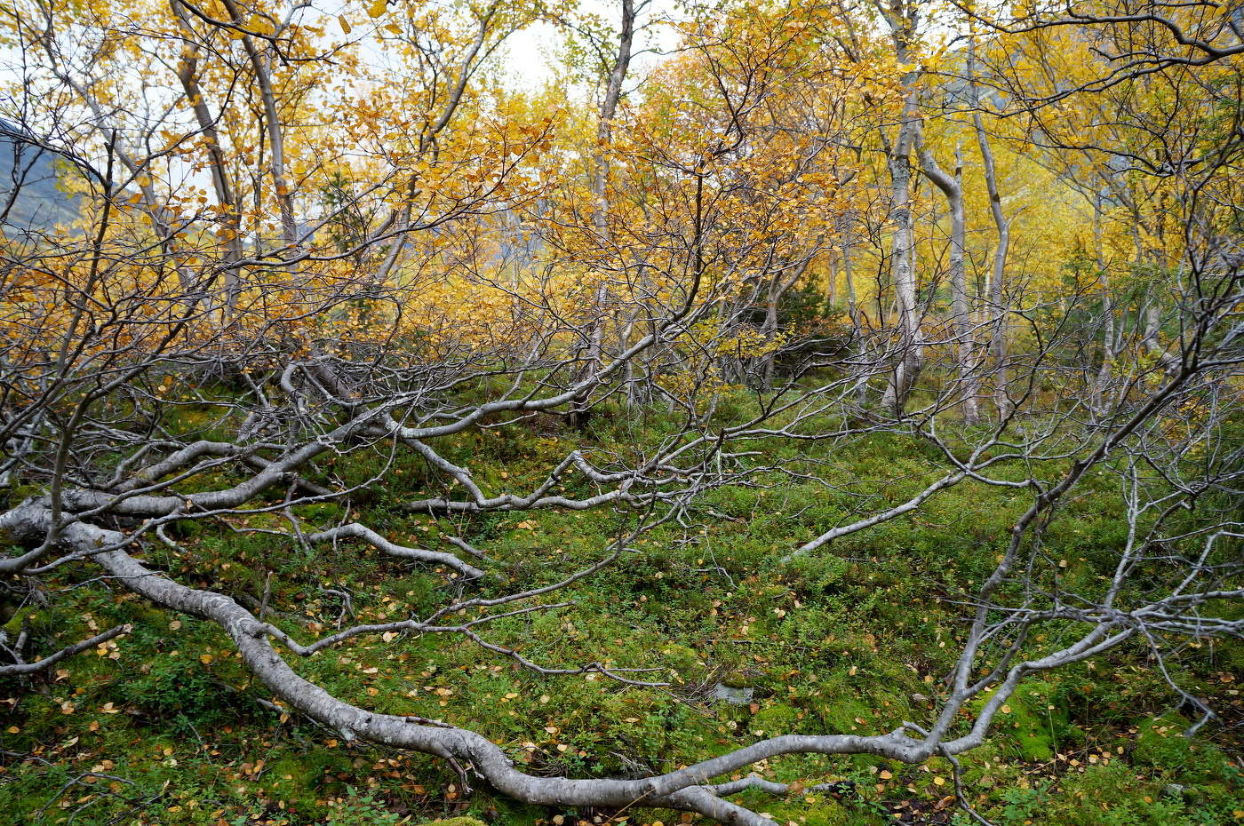 Я такое дерево...