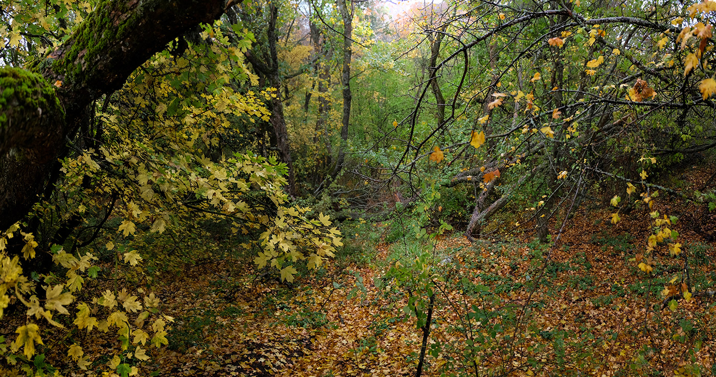 В чащобе леса