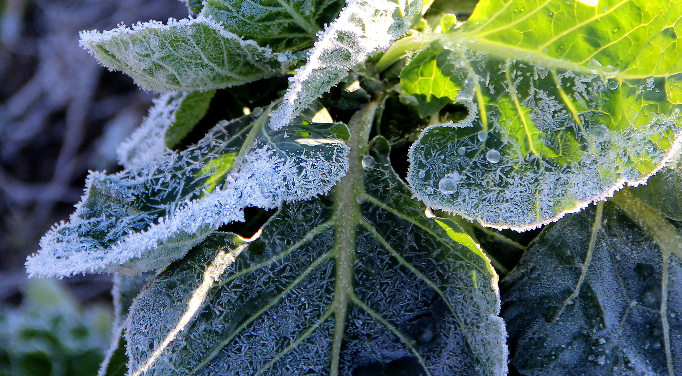 Первые заморозки!