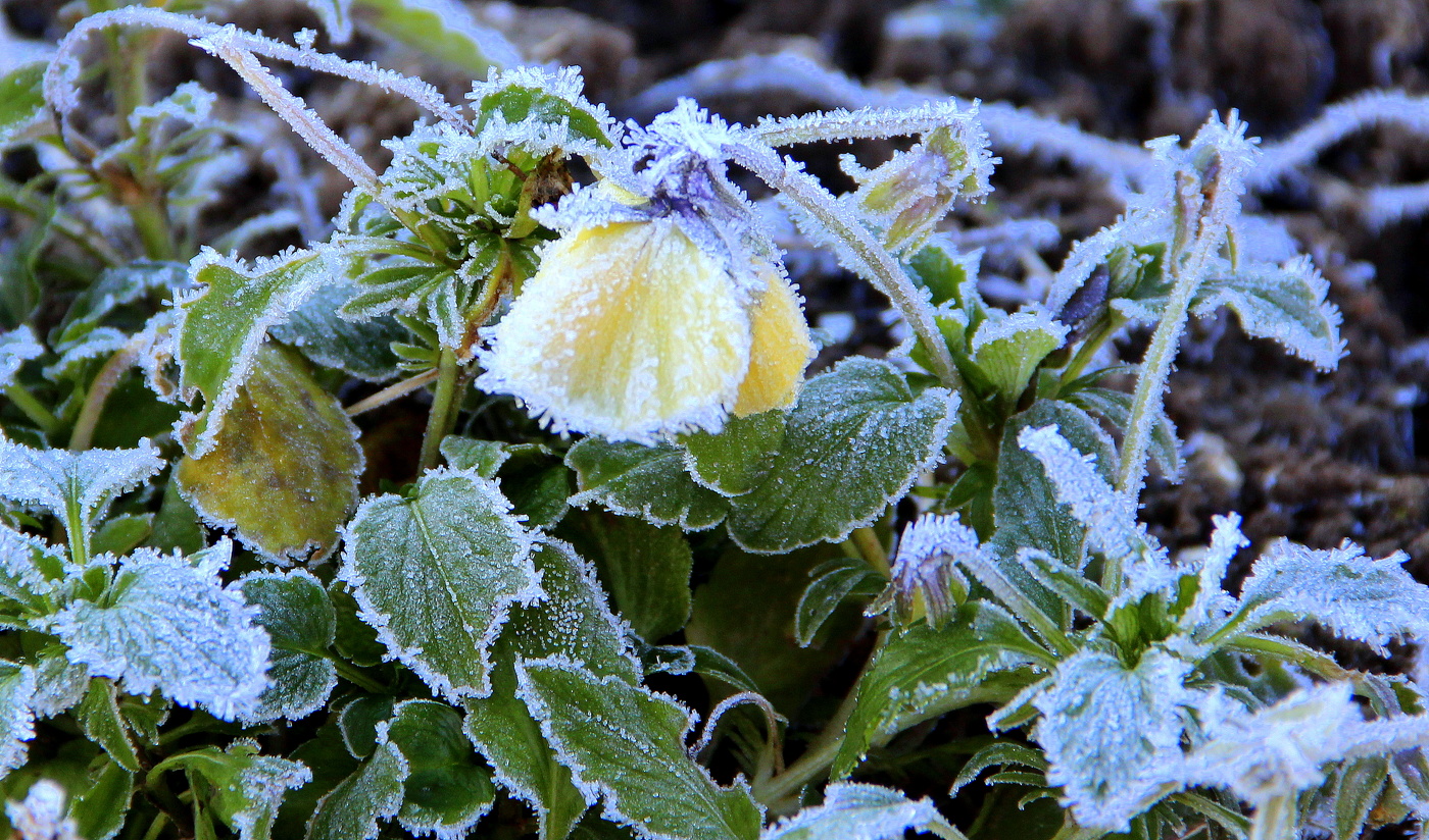 Приморозило!