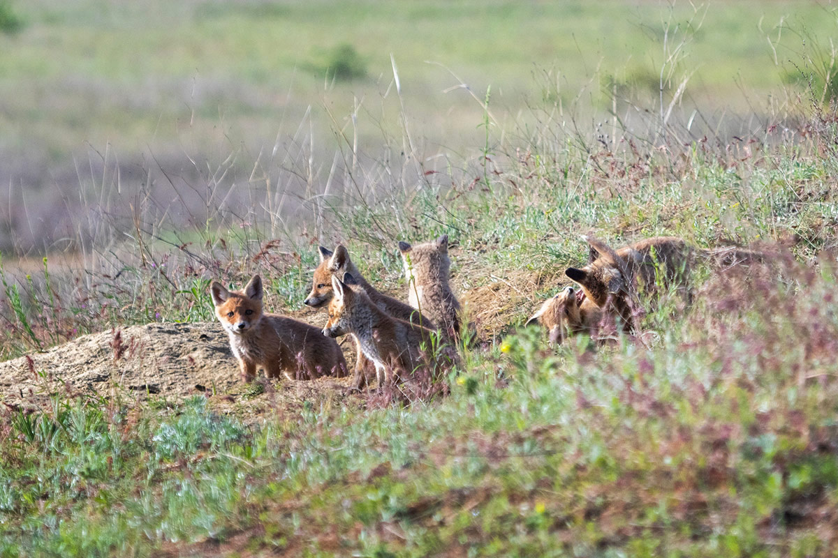 Урожай рыжиков