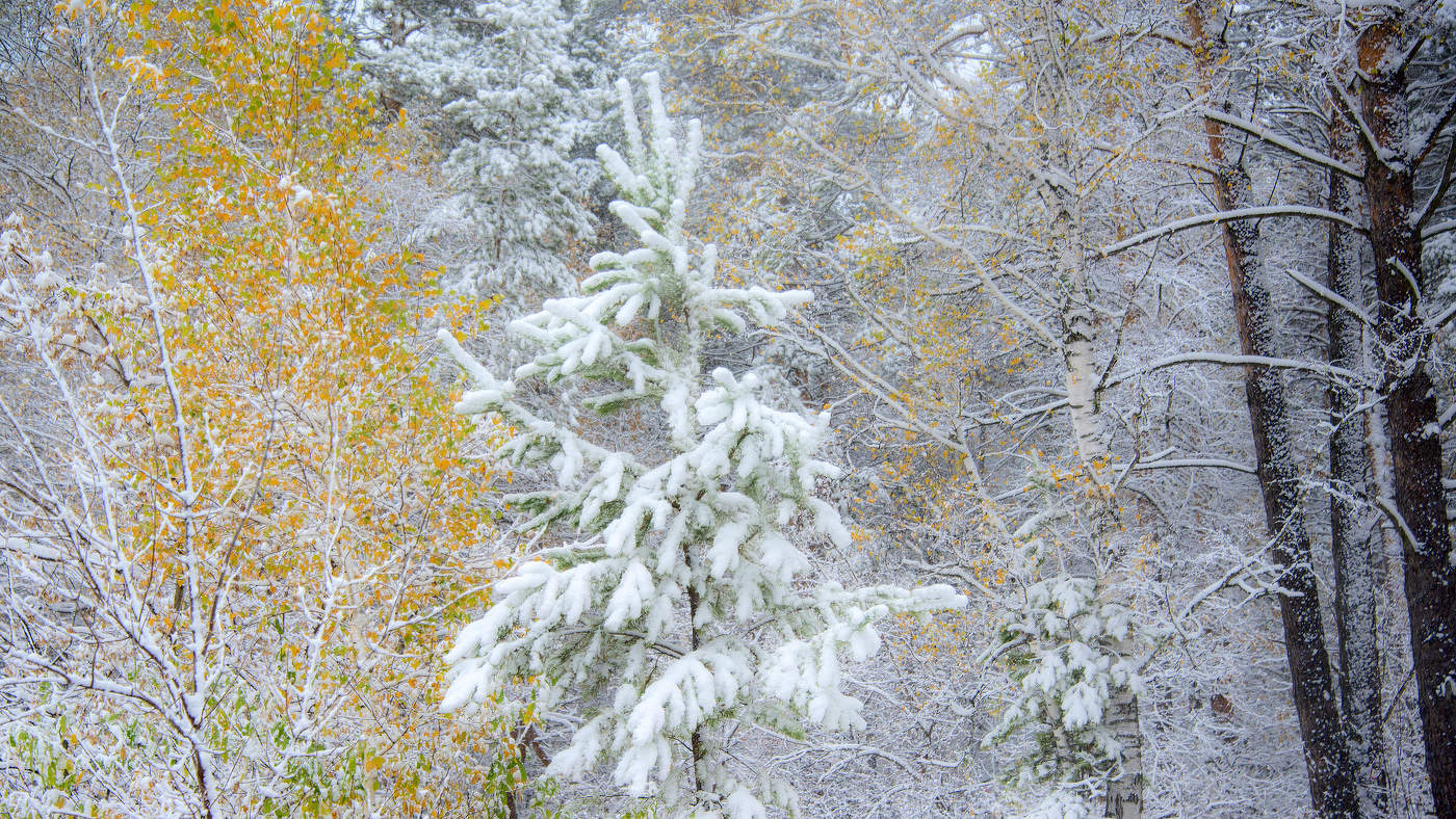 В лесу родилась ёлочка 2