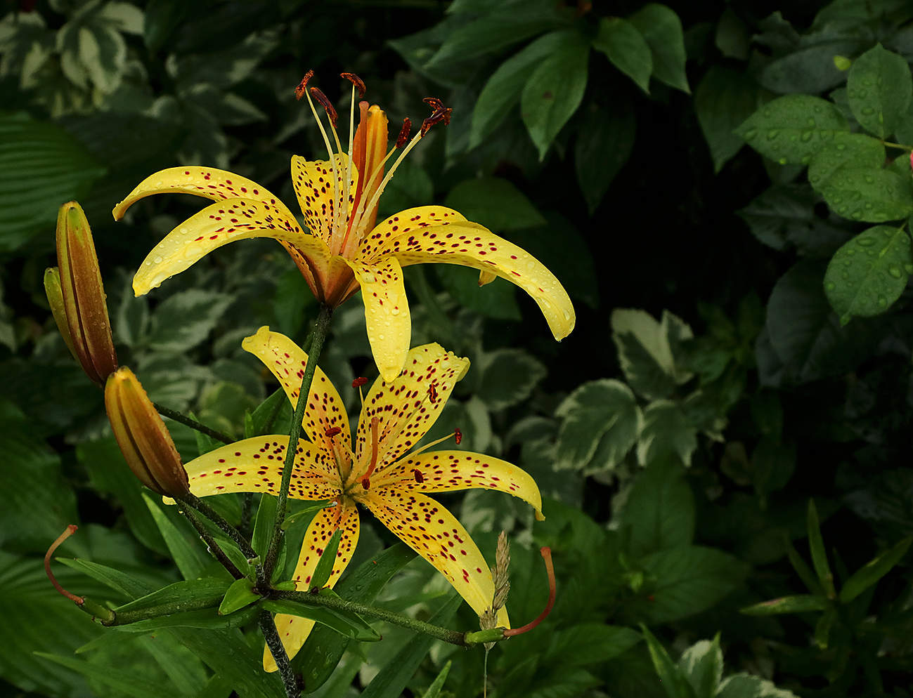 Вспоминая лето...