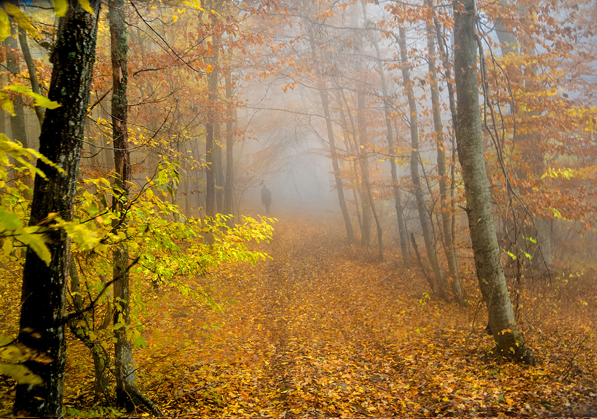 Рыжая осень.
