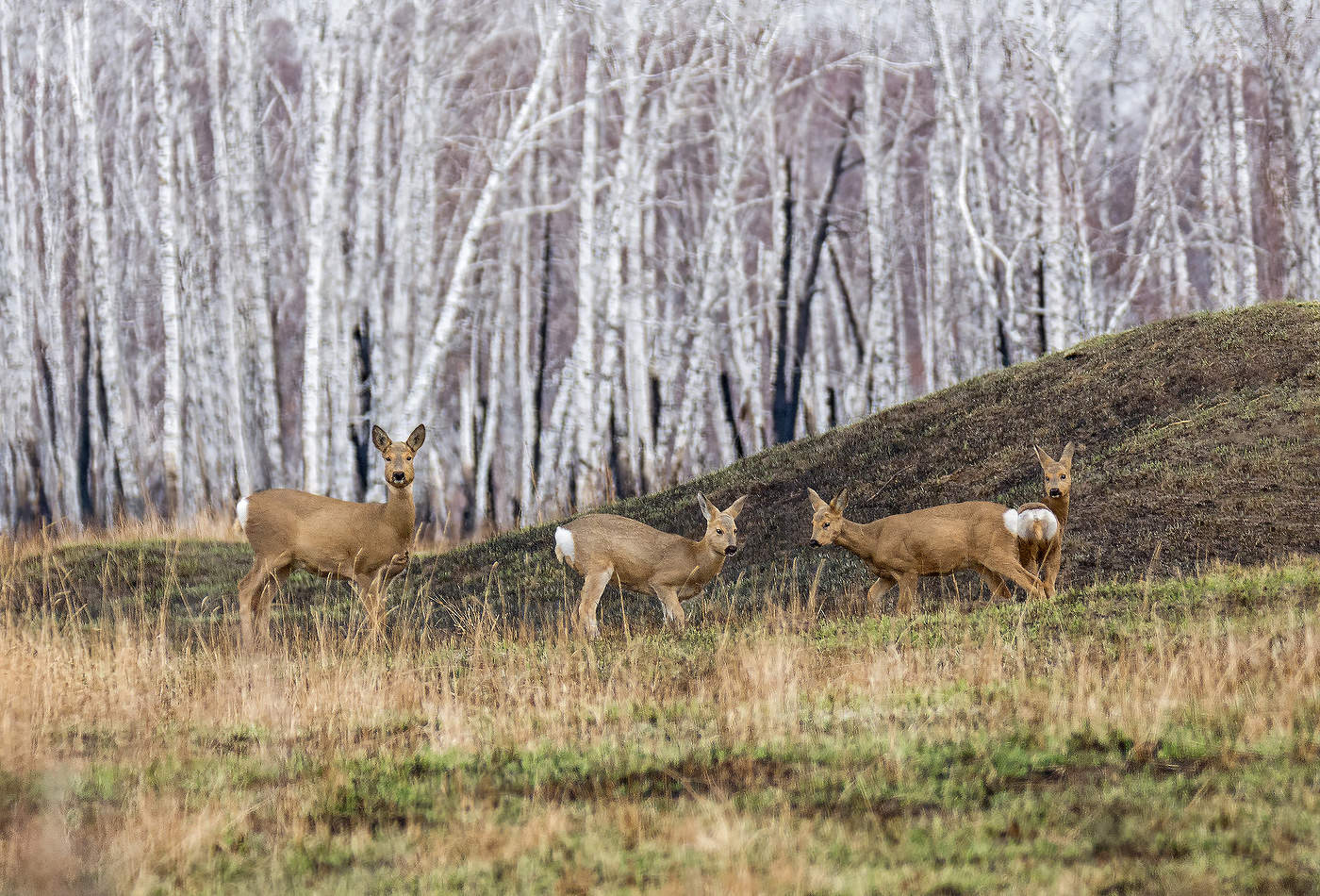 в осеннем лесу..