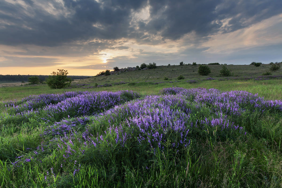 Вечер в степи