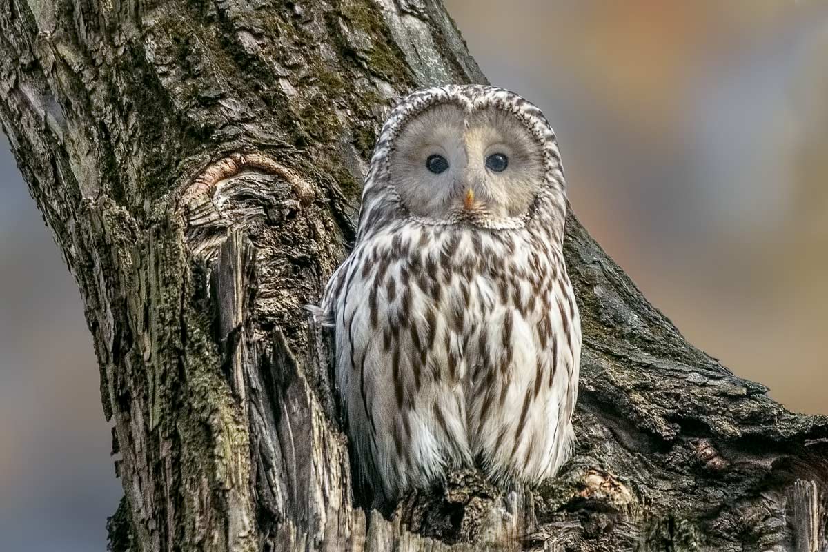 Уральская сова...