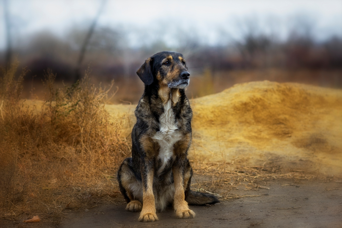 Жил был Пёс.