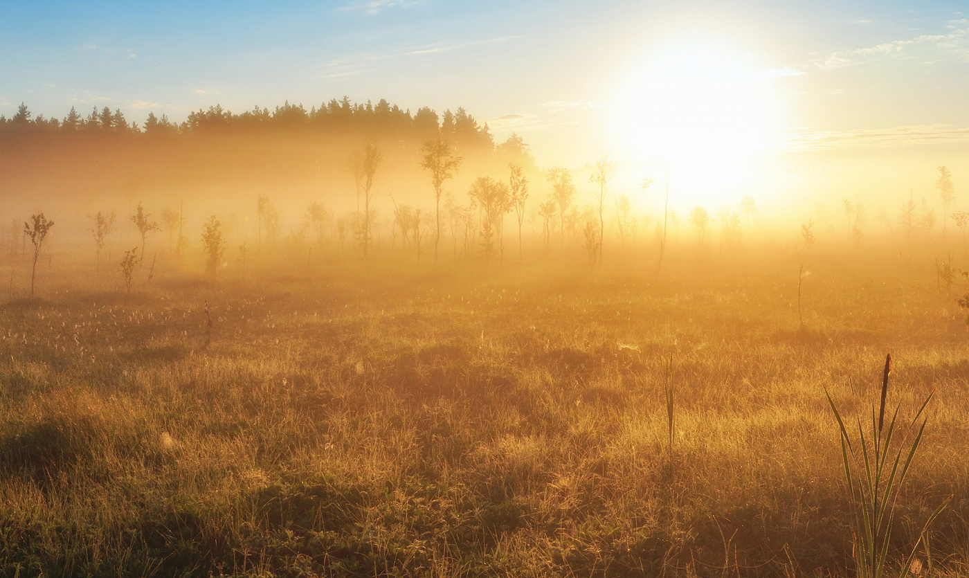 Утро на болоте